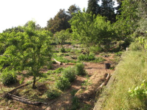 Mediterraans voedselbos