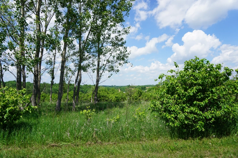 silvopasture agroforestry