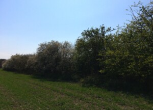 Hoe plant je een struweelhaag aan?