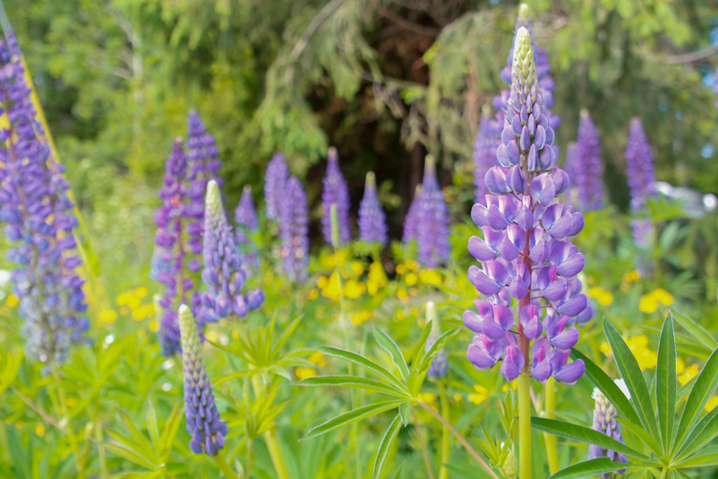 lupine