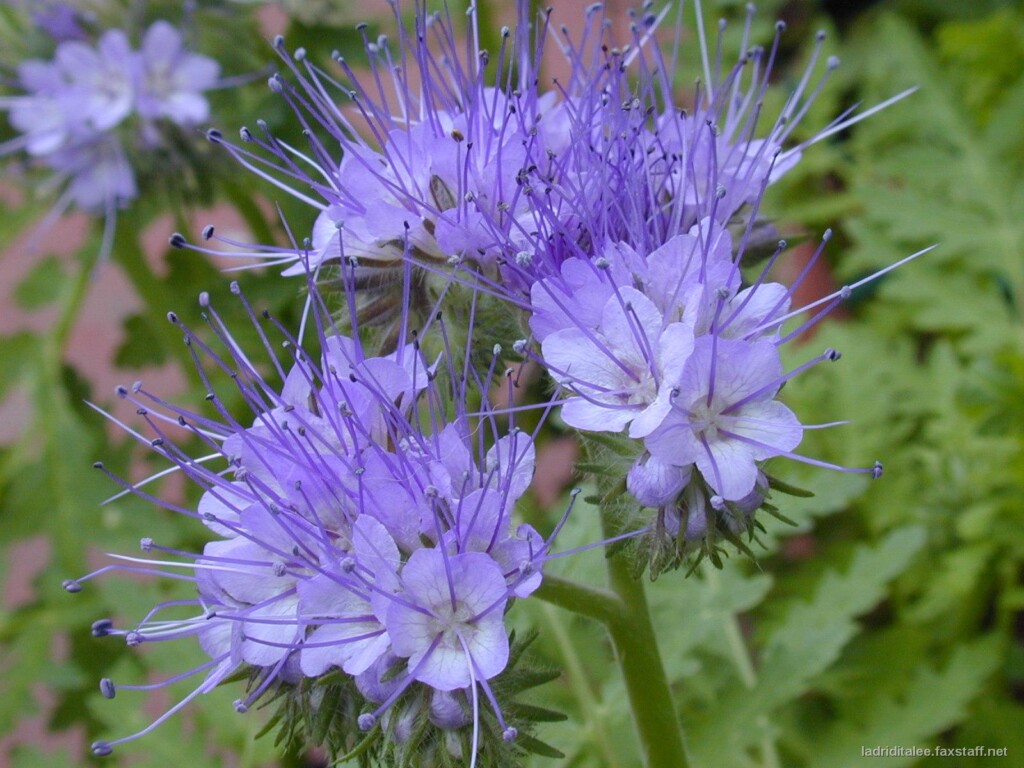 phacelia