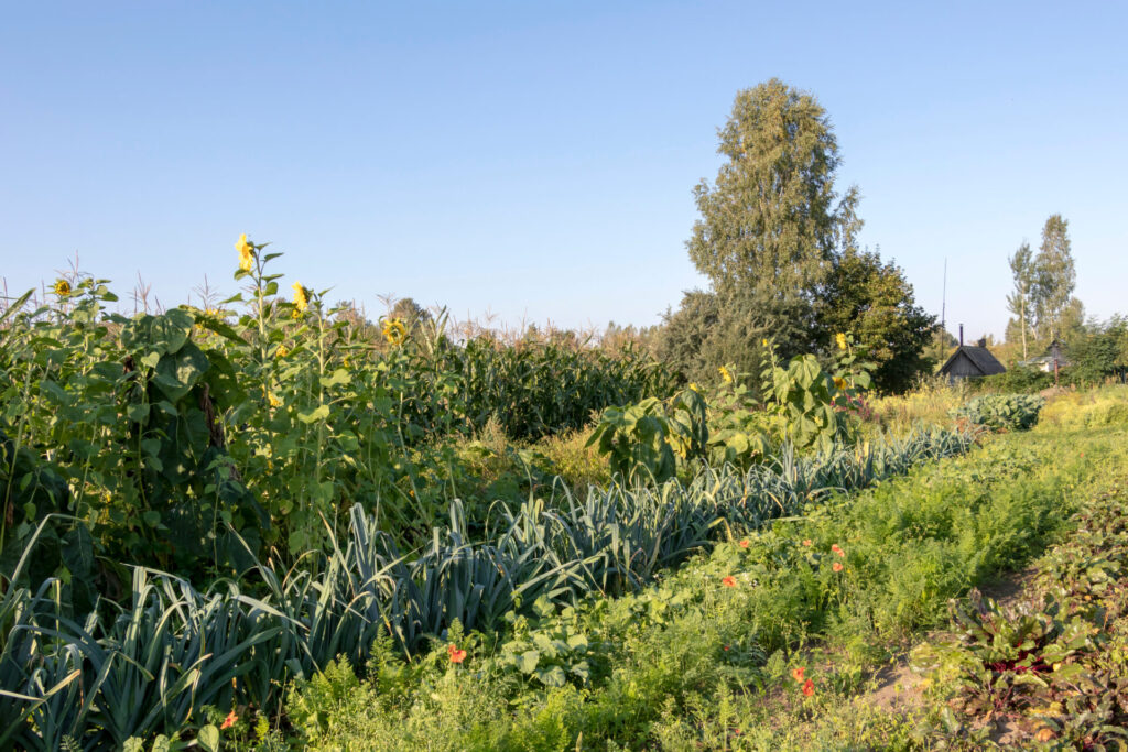 regeneratief biodiversiteit