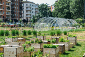 wat is urban farming