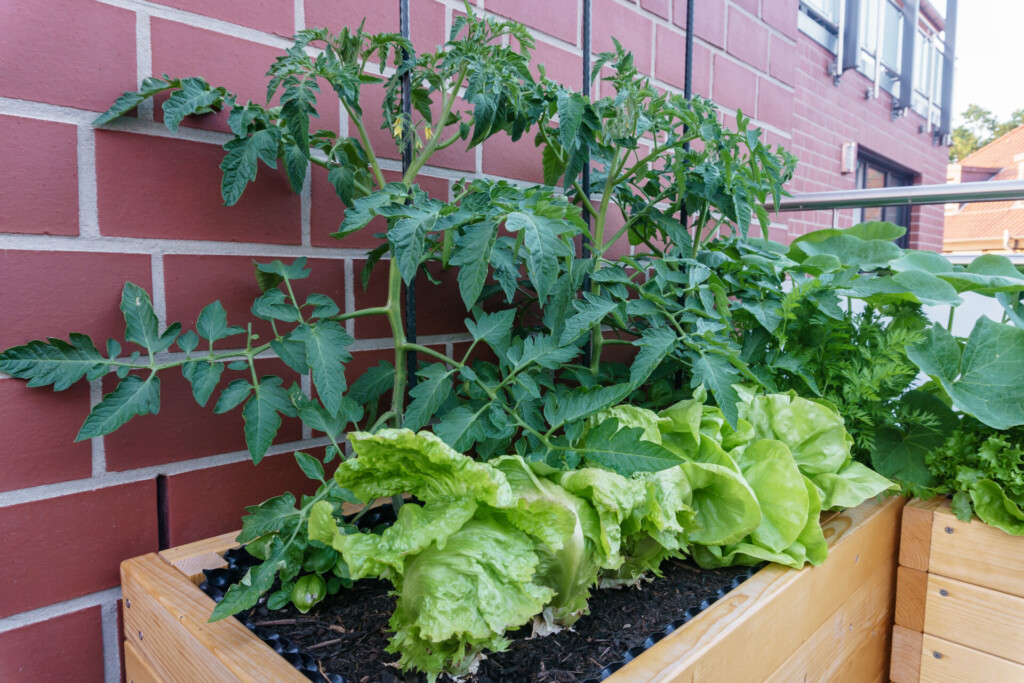 balkon moestuin