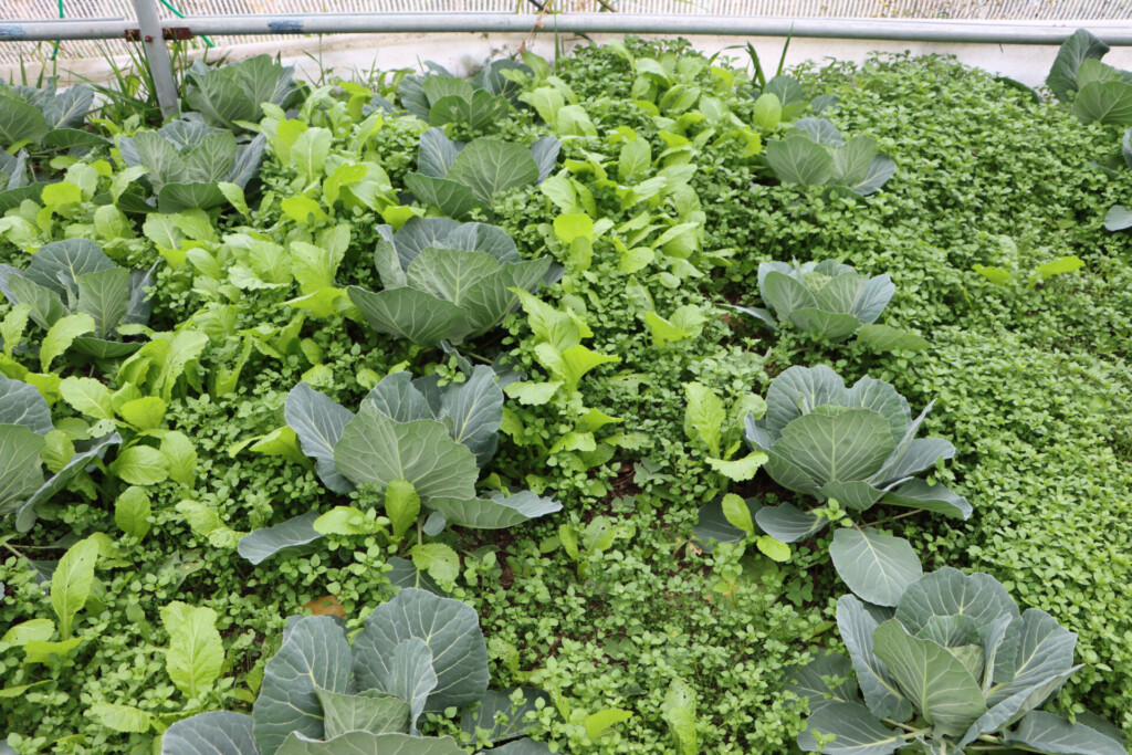 combinatieteelt in de moestuin