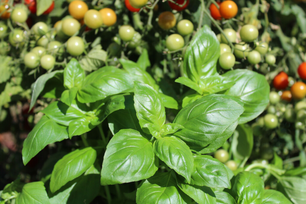 combinatieteelt tomaat basilicum