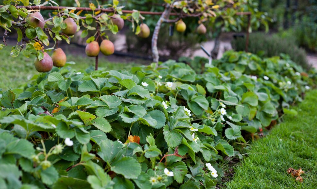 combinatieteelt meerjarigen moestuin