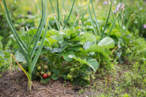 combinatieteelt in de moestuin