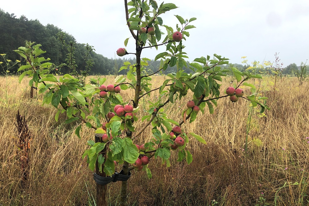 voedselbosboer appels