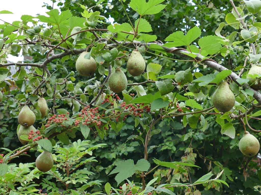 natuurtuinen perenboom