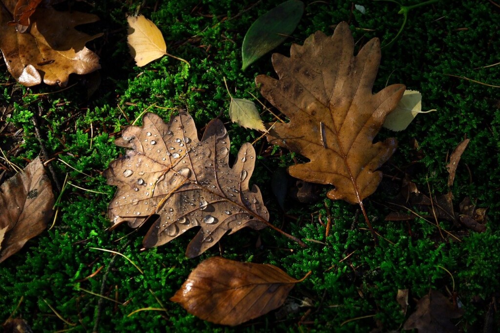 mulch voedselbos tuin