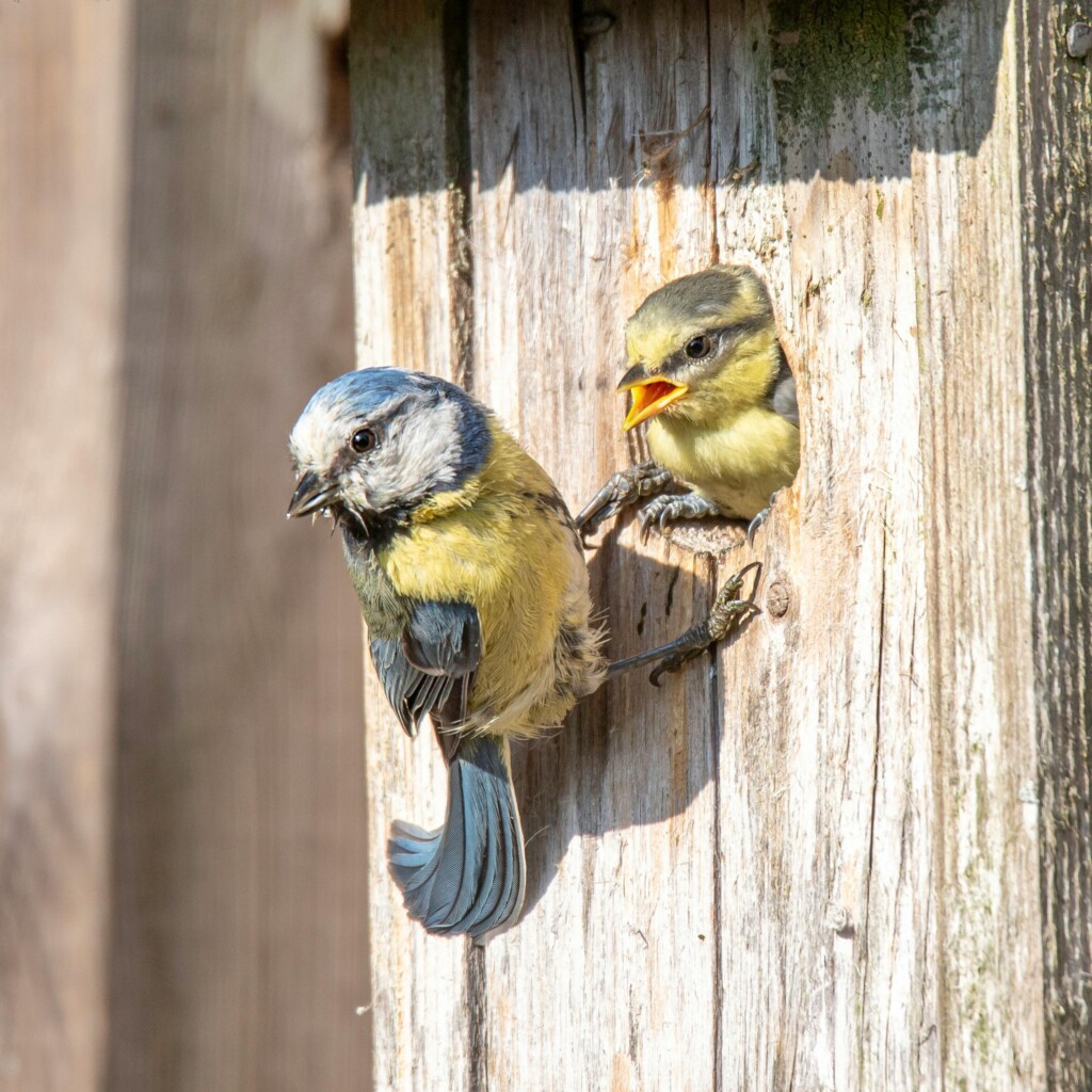 wildlife in tuin